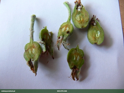 OWOCNICA JABLONIOWA 